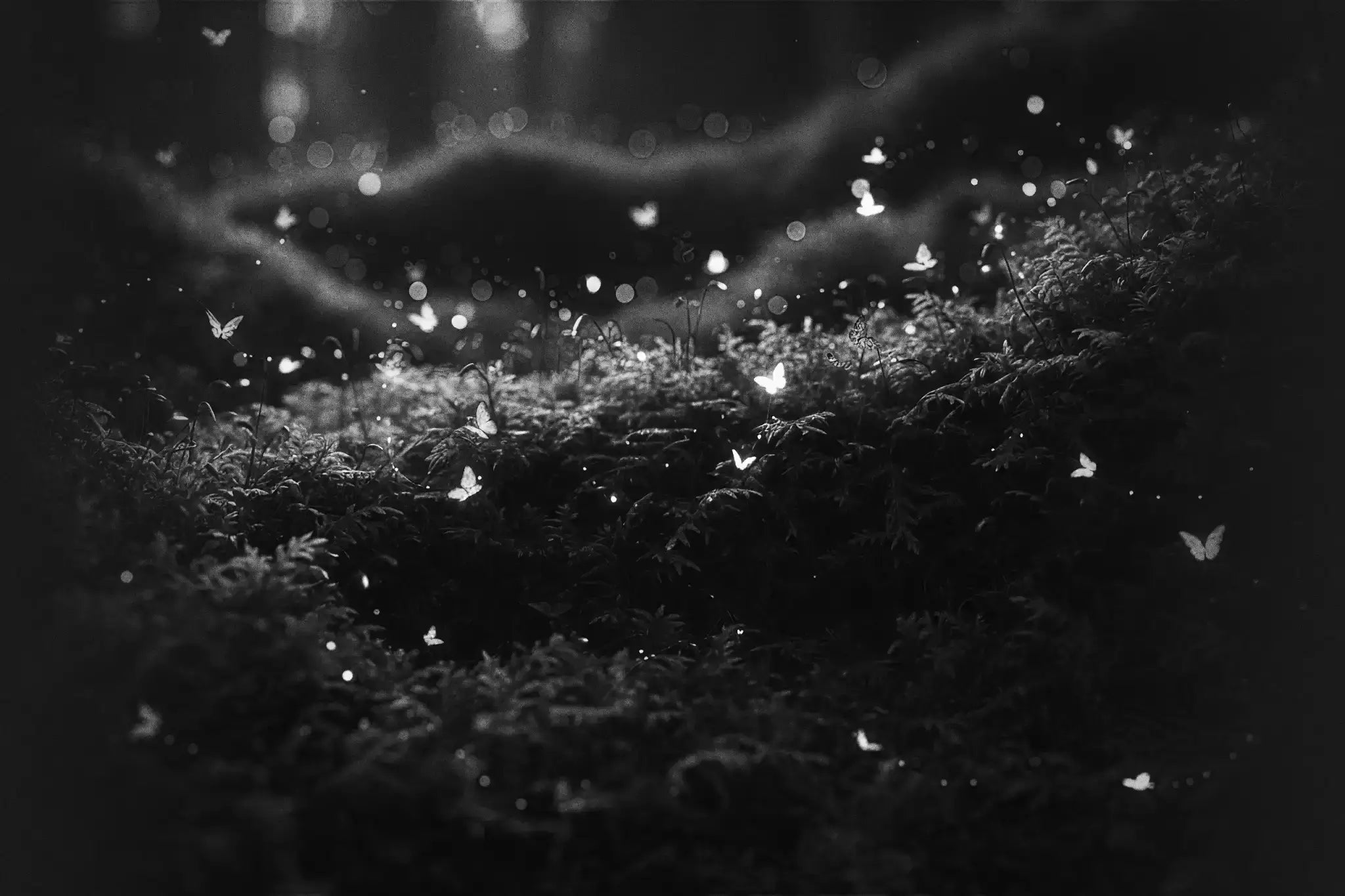 Bosque mágico con musgo y mariposas de colores brillantes y mágicas en blanco y negro
